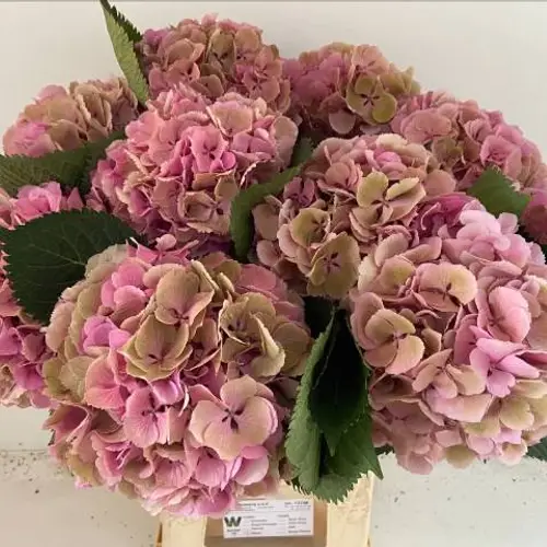 Hortensie bunt Elbtal Classic Bol 17cm 60cm