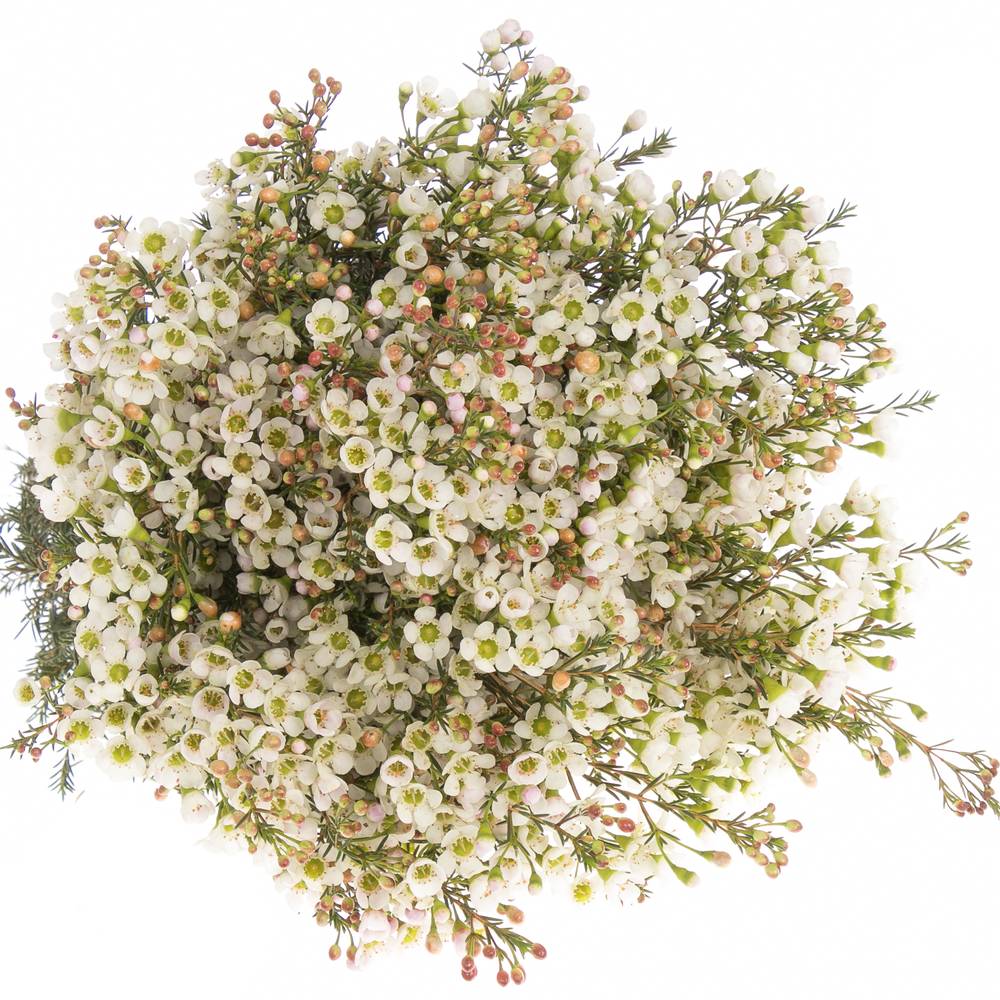 Wachsflower weiss Sexy Ice 30 Gramm 70cm
