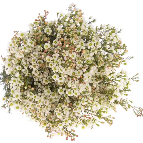 Wachsflower weiss Sexy Ice 30 Gramm 70cm