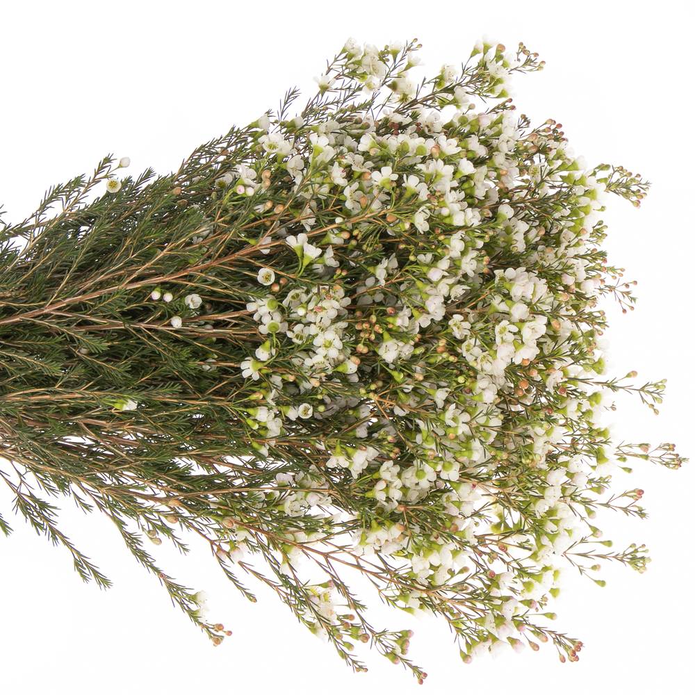 Wachsflower weiss Sexy Ice 30 Gramm 70cm