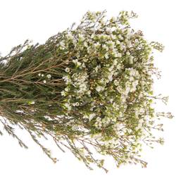 Wachsflower weiss Sexy Ice 30 Gramm 70cm