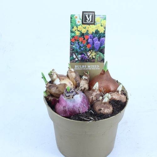 Zwiebel mix Spring garden XL T13 H15