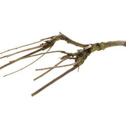 Sering Zweig mit Moos natur L60cm