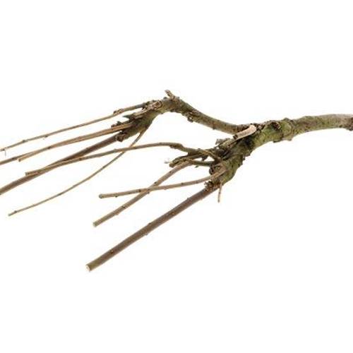 Sering Zweig mit Moos natur L60cm