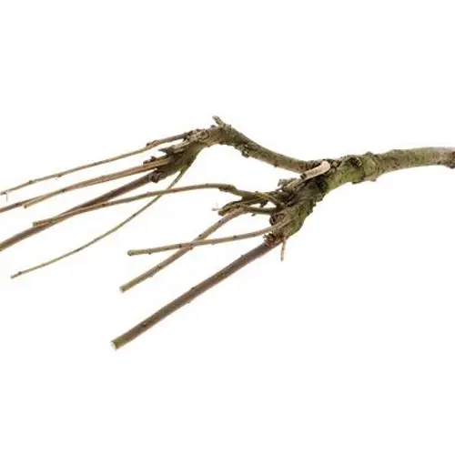 Sering Zweig mit Moos natur L60cm