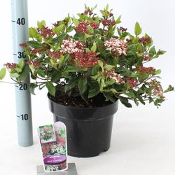 Viburnum Tinus Gwenllian T23 H045