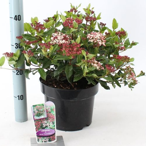 Viburnum Tinus Gwenllian T23 H045