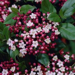 Viburnum Tinus Gwenllian T23 H045