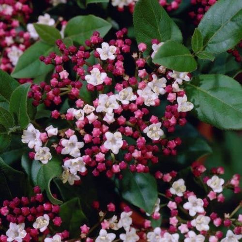 Viburnum Tinus Gwenllian T23 H045