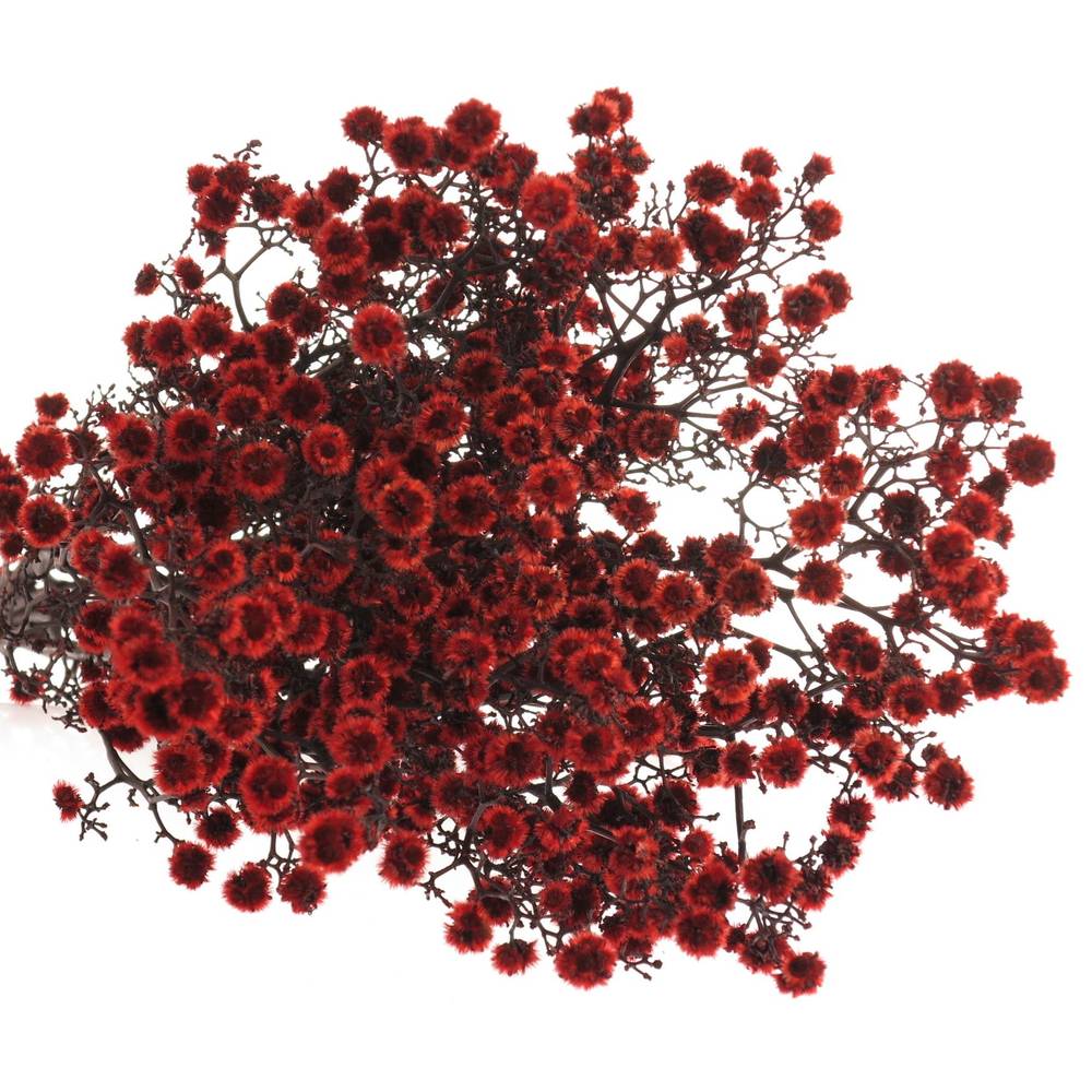 Stillingia rot gefärbt 70cm