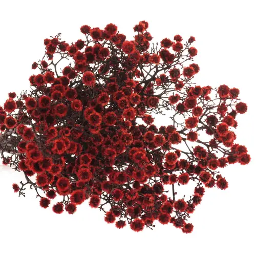 Stillingia rot gefärbt 70cm