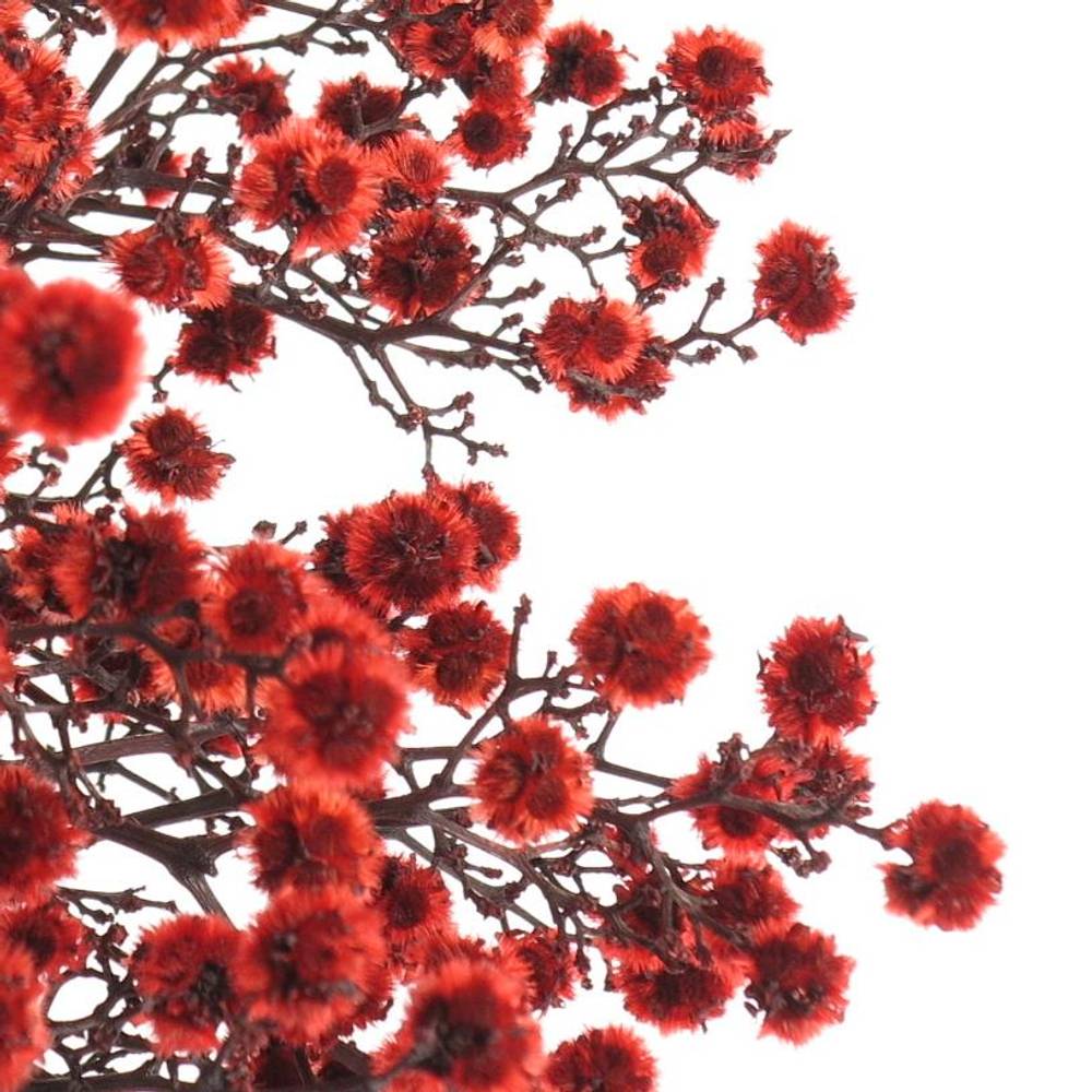 Stillingia rot gefärbt 70cm