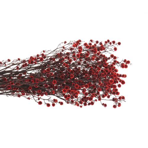 Stillingia rot gefärbt 70cm