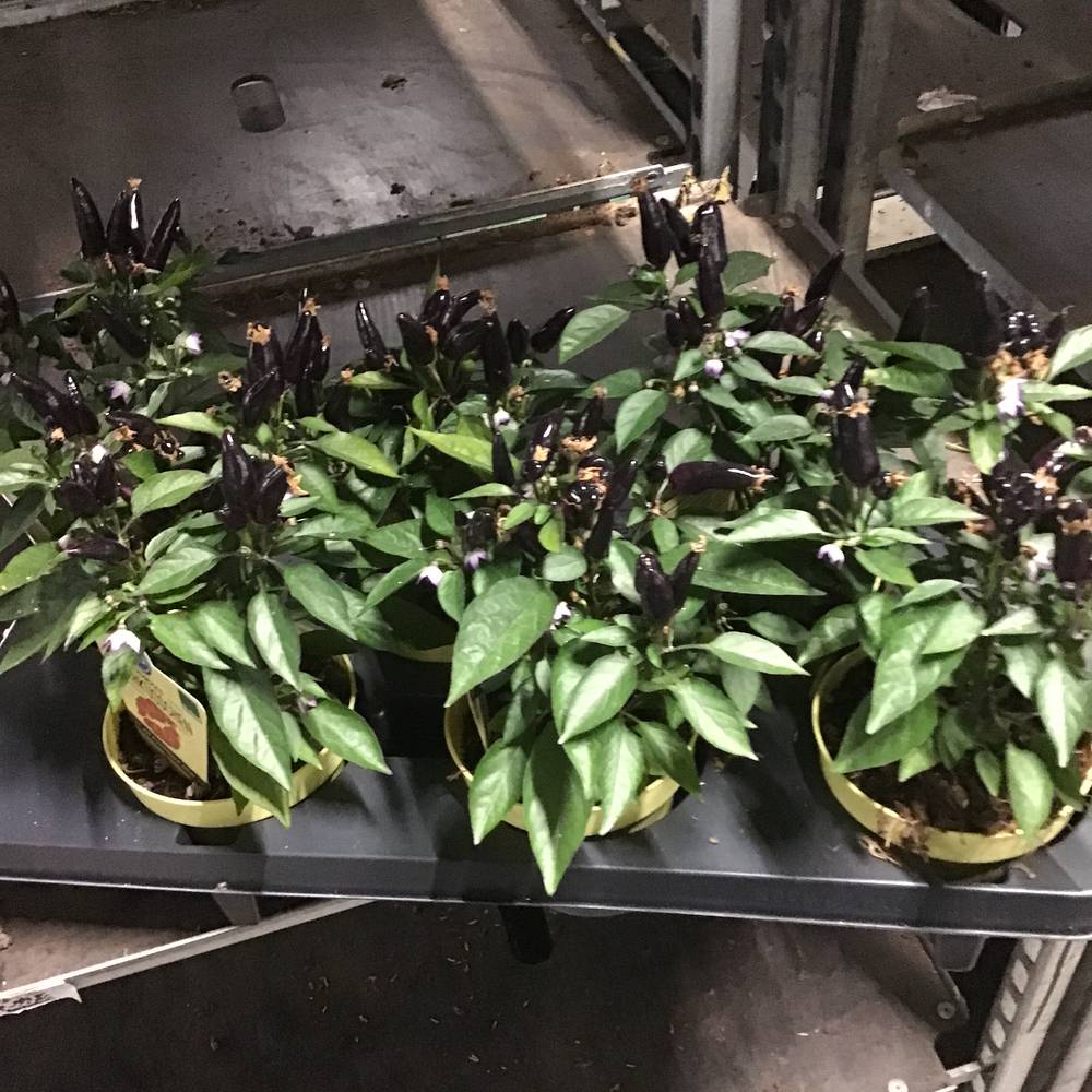 Bio Feuerküsschen mit Früchte T12 H25