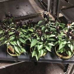 Bio Feuerküsschen mit Früchte T12 H25