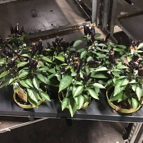 Bio Feuerküsschen mit Früchte T12 H25