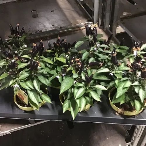 Bio Feuerküsschen mit Früchte T12 H25