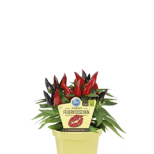 Bio Feuerküsschen mit Früchte (scharf) T12 H025