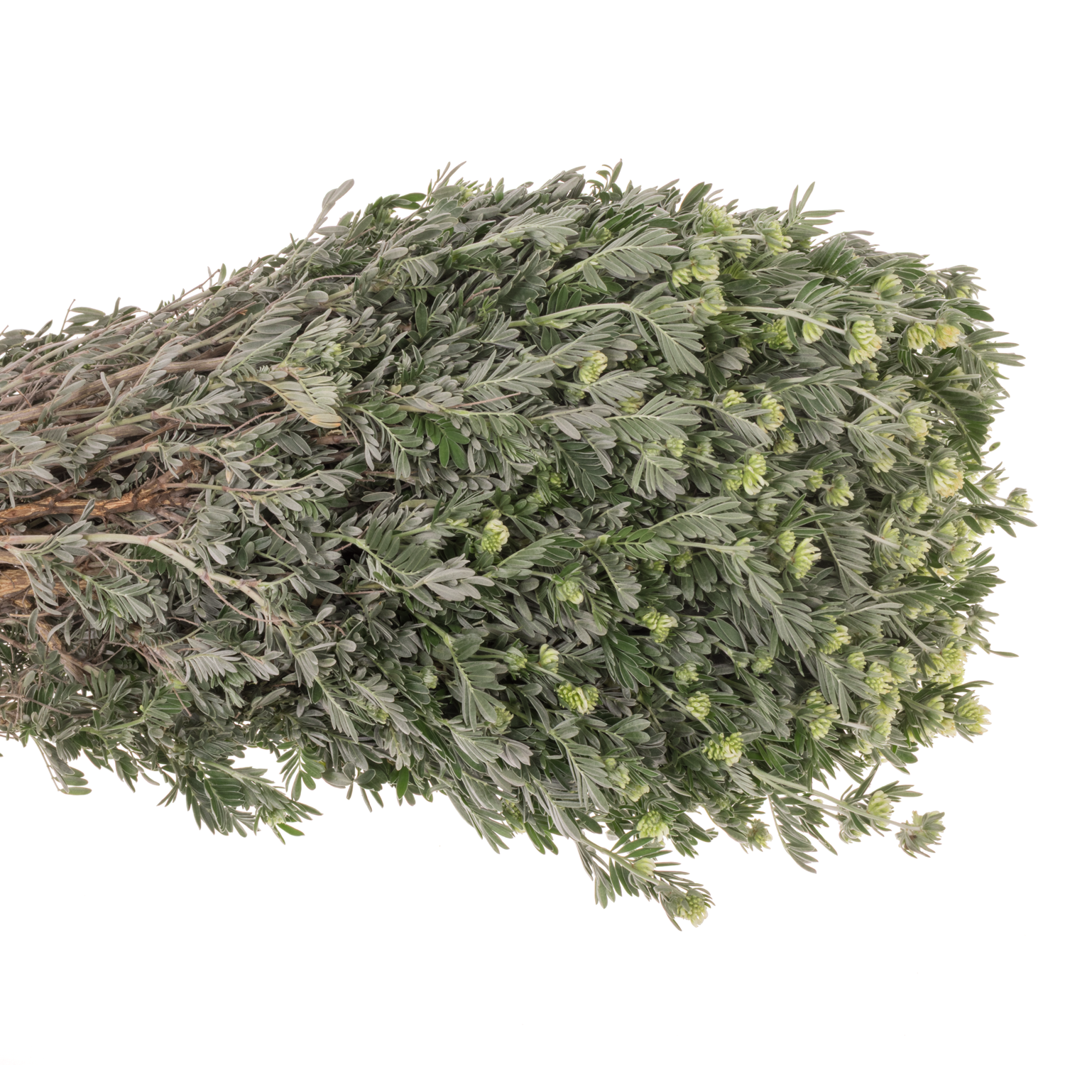 Marchesina weiss 400 Gramm