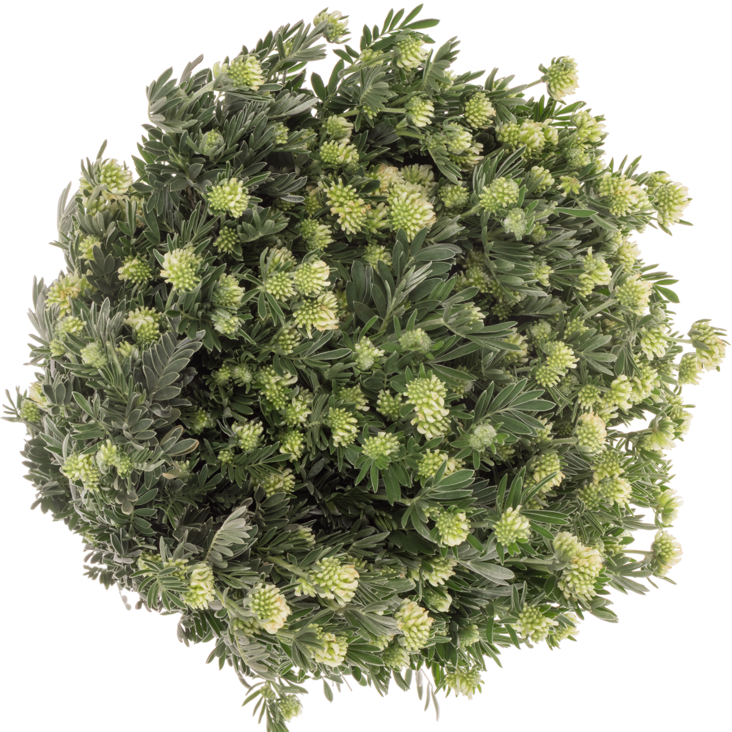 Marchesina weiss 400 Gramm