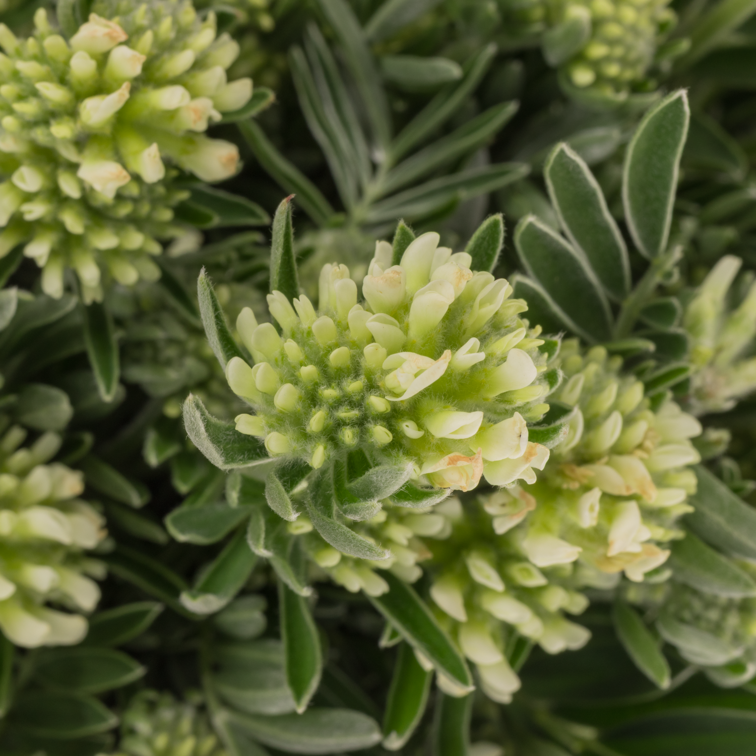 Marchesina weiss 400 Gramm