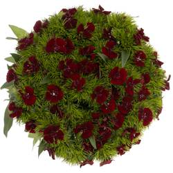 Bartnelke weinrot Sw Will Red 50cm