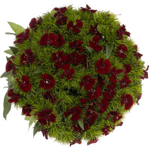 Bartnelke weinrot Sw Will Red 50cm