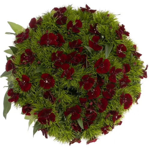 Bartnelke weinrot Sw Will Red 50cm