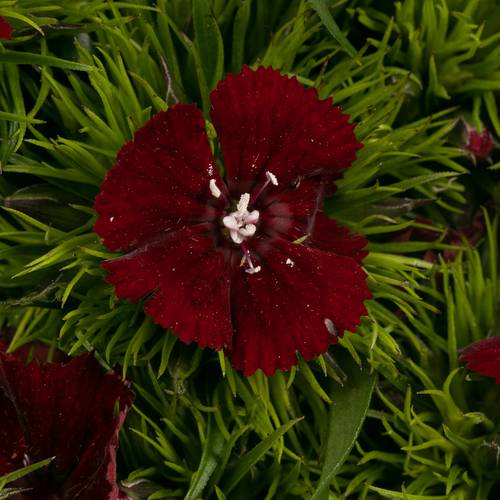 Bartnelke weinrot Sw Will Red 50cm
