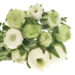 Ranunkel weiss Aazur White x 20 60 Gramm 42cm