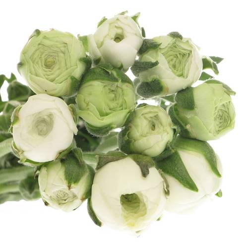 Ranunkel weiss Aazur White x 20 55 Gramm 45cm