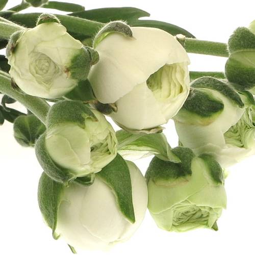 Ranunkel weiss Aazur White x 20 55 Gramm 45cm