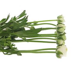 Ranunkel weiss Aazur White x 20 55 Gramm 45cm