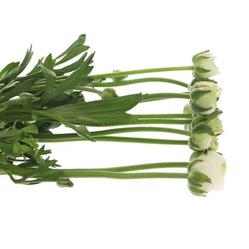 Ranunkel weiss Aazur White x 20 55 Gramm 45cm