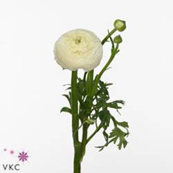 Ranunkel weiss Aazur White x 20 55 Gramm 45cm
