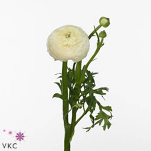 Ranunkel weiss Aazur White x 20 55 Gramm 45cm