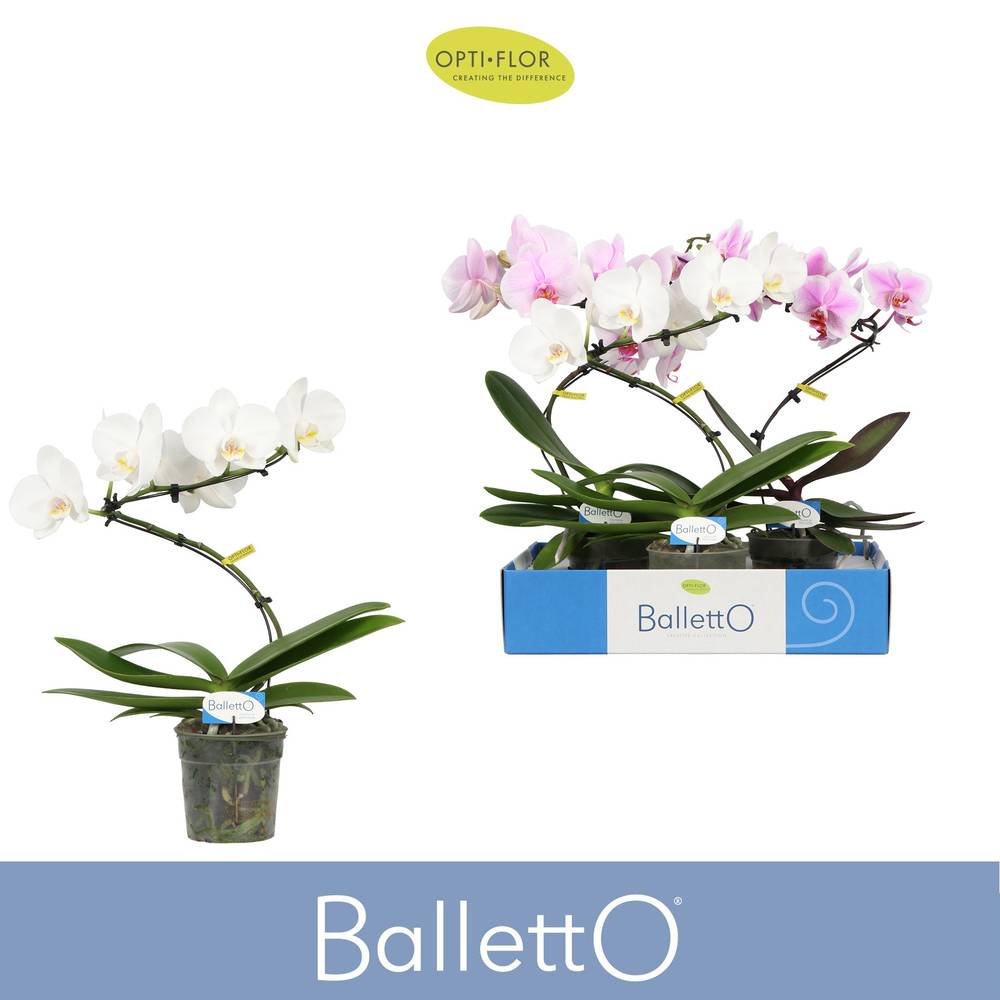 Phal.1-R mix Balletto T12 H045
