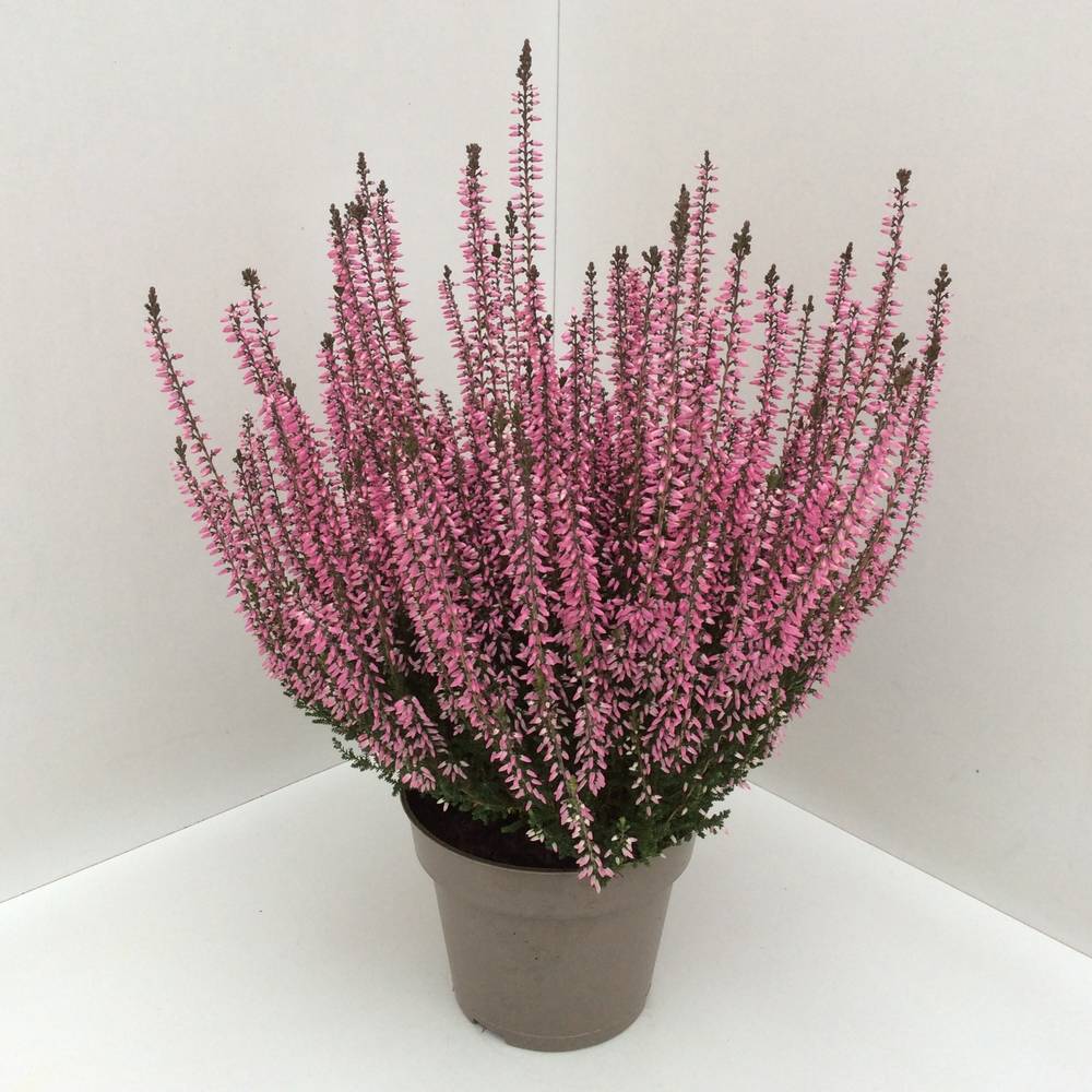Calluna rosa GG T13 H027