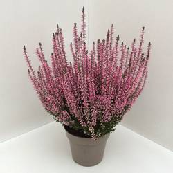 Calluna rosa GG T13 H027