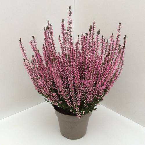 Calluna rosa GG T13 H027