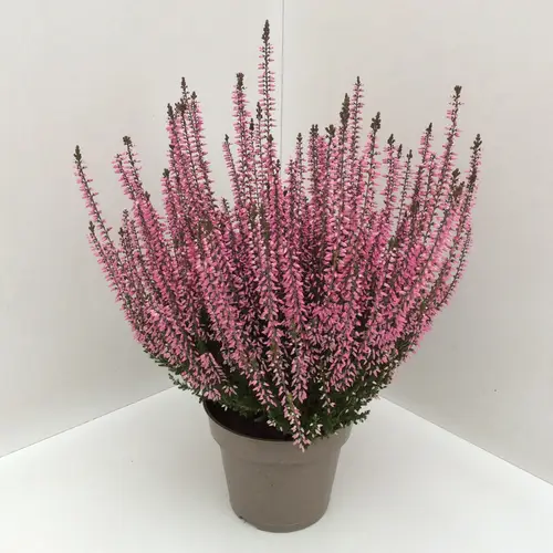 Calluna rosa GG T13 H027
