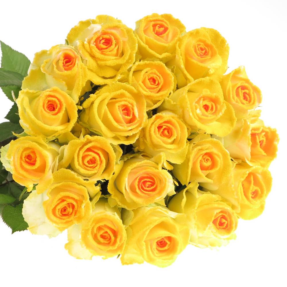 Rose Marshmallow Sunny Alpe Dhuez 70cm