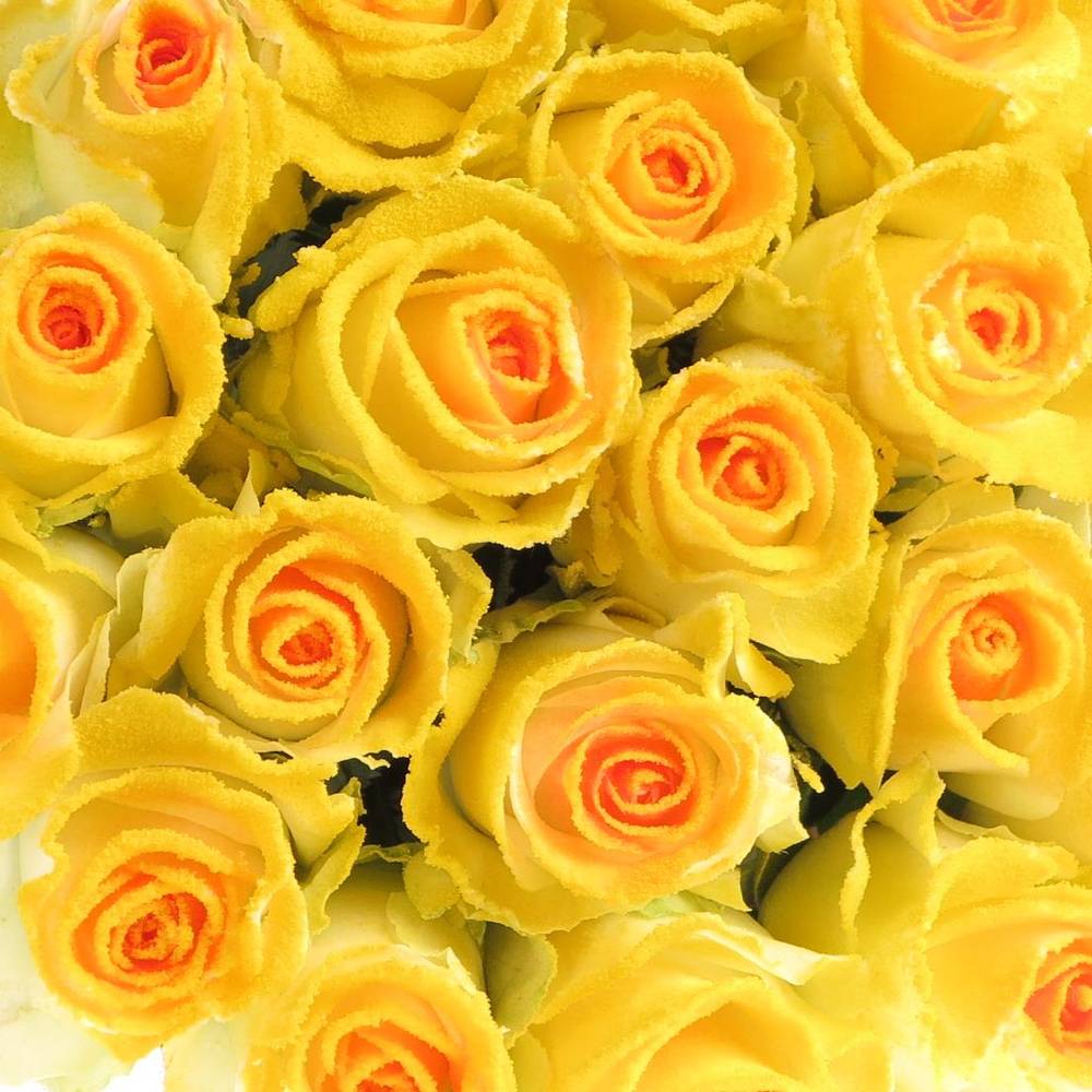 Rose Marshmallow Sunny Alpe Dhuez 70cm