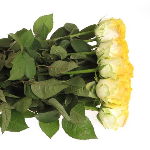 Rose Marshmallow Sunny Alpe Dhuez 70cm