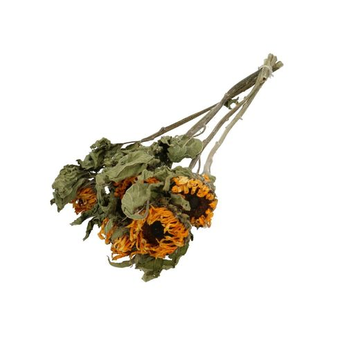 Trocken Sonnenblume gelb L60cm x5