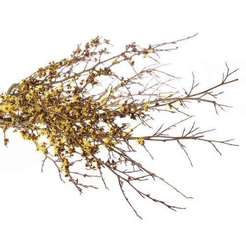 Hamamelis gelb Mollius 80cm