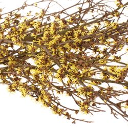 Hamamelis gelb Mollius 80cm
