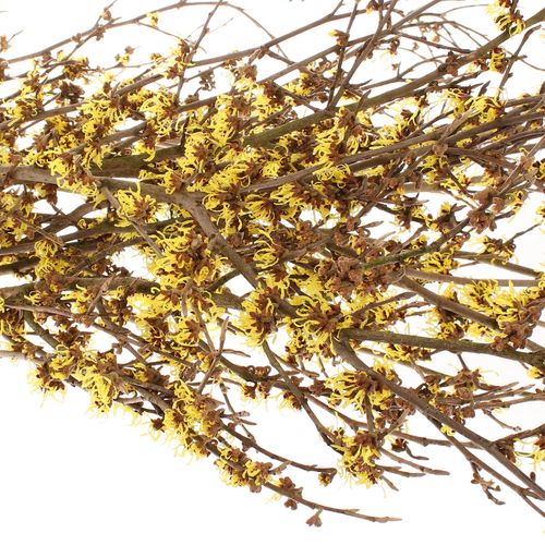Hamamelis gelb Mollius 80cm