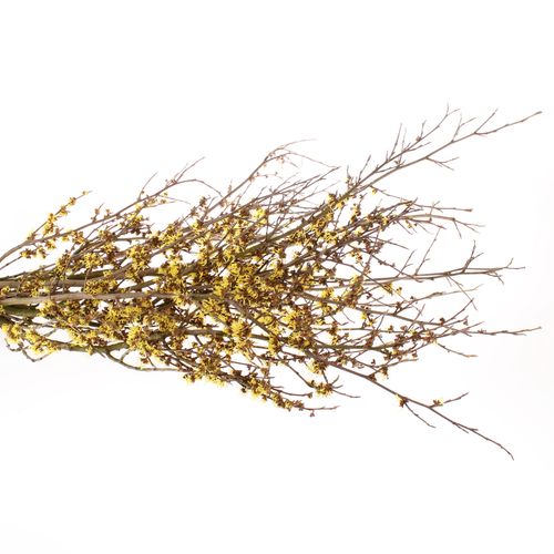 Hamamelis gelb Mollius 80cm