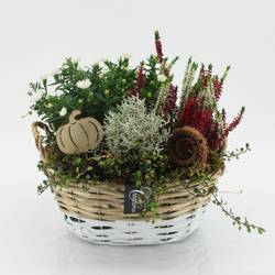 Garten.Arr-2524 Herbst T27 H030